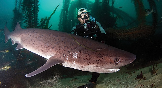 Sevengill shark in La Jolla - Image by Greg Amptman