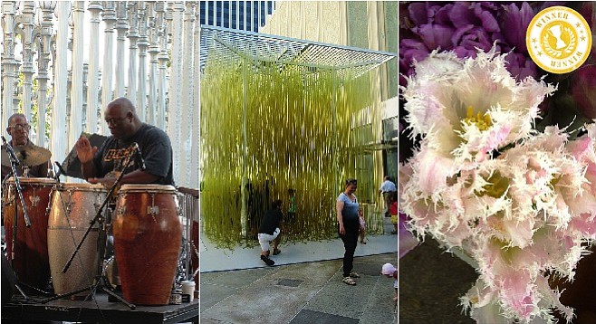 Left to right: jazz performance at the LACMA; interactive art exhibit; orchid at the downtown Los Angeles Flower Market.