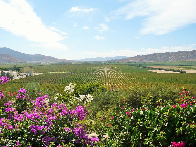 Valle de Guadalupe, B.C
By: Anneth Moran