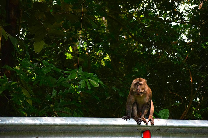 Riding motorbikes through the jungles of Indonesia and I captured this shot. These monkeys are not to be messed with! They will chase you down and attempt to steal your luggage; so ya better hold on tight! 