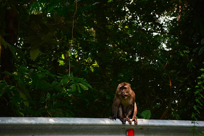 Monkey on the Trail