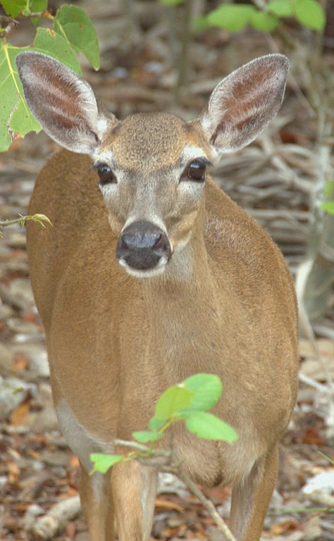 Endangered Key Deer on Big Pine Key