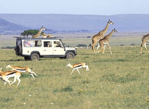 Game Drive in Serengeti 