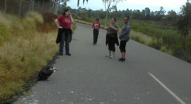 Walkers stayed to protect the bird and call for help