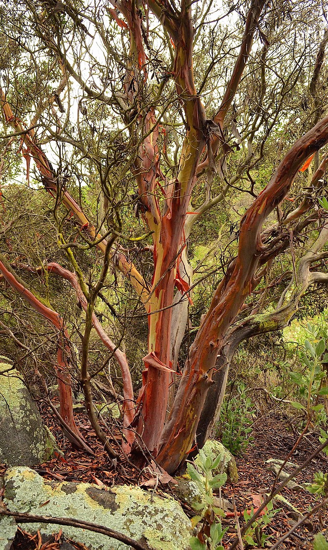 Beautiful old growth Mission Manzanita (Xylococcus bicolor) near my home in Rancho Penasquitos.  April 2015.  