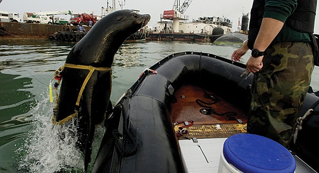 A 375-pound California sea lion leaps back into the boat after a harbor-patrol training mission with the U.S. Navy.