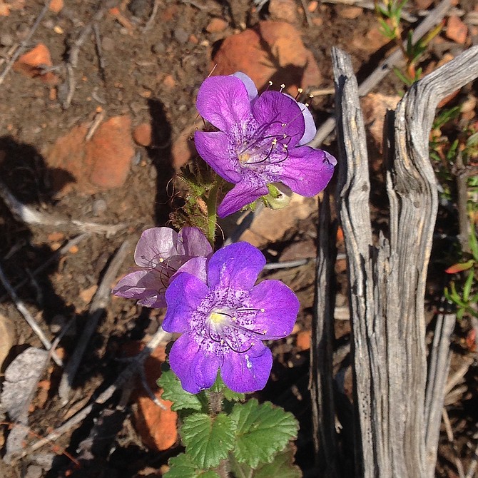 Purple phacelia (phacelia grandiflora) growing in a canyon near my home in Rancho Penasquitos.  Such a beautiful flower.  May 2015.  