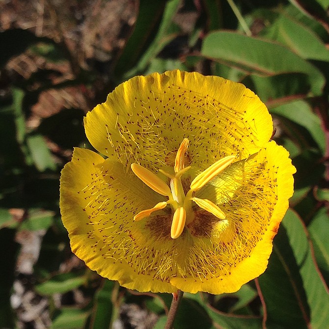 Yellow Mariposa Lily Flower (Calochortus weedii) growing in a canyon near my home in Rancho Penasquitos.  May 2015.  