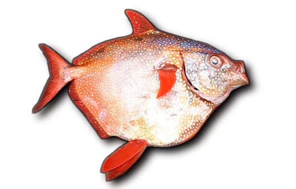 Opah, or moonfish