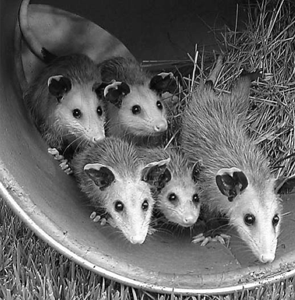 In the wild, opossum babies usually stay within their mother's pouch for roughly two months before venturing out.
