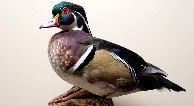 Mounted wood duck. Even though 98 percent of the duck is hand-painted, the airbrush painting is crucial.