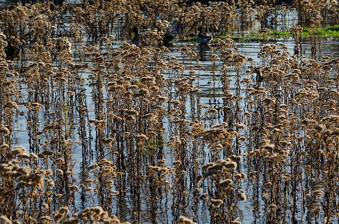 Closeup of reeds in Otay Lakes