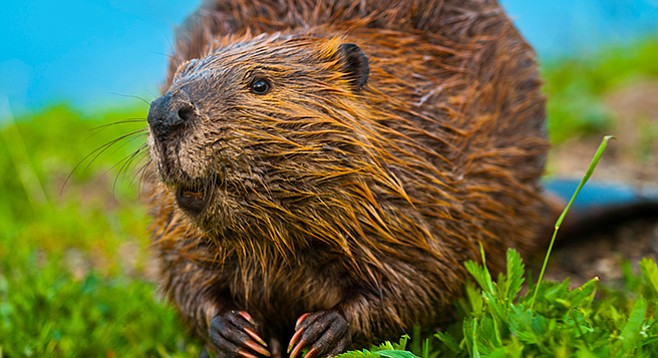 Whatever you do, don’t Google "beaver" and "anal"