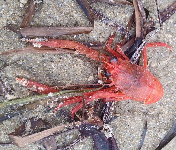 One of hundreds of tuna crabs that have washed ashore Fiesta Island. 