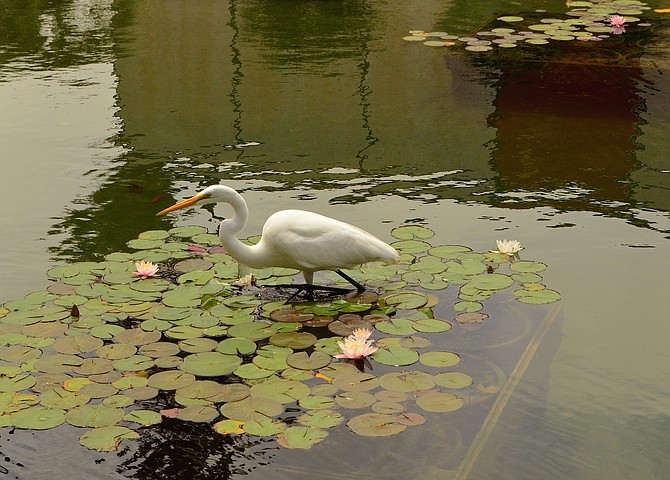 White heron (Ardea alba) that has taken residence in 2015 at the Balboa Park lily pond in front of the Botanical Building.  