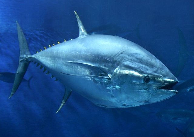 The hard-fighting, highly-sought (and protected) bluefin tuna.