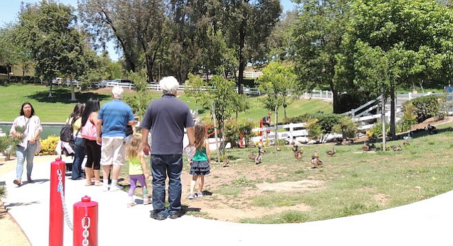 People are free to observe the ducks...and make quacking sounds if they want. But no feeding!