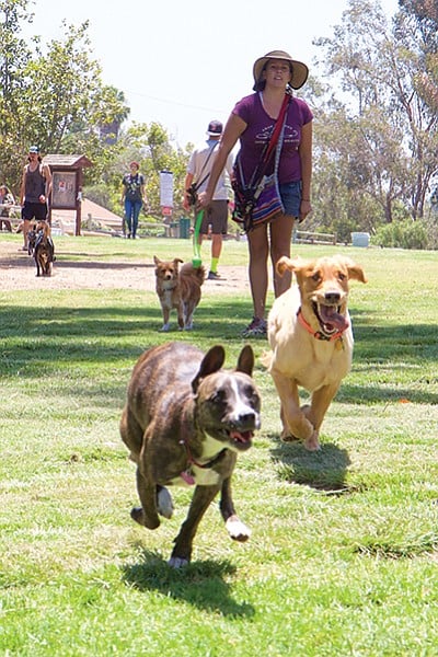 The majority of the people who use the park are responsible dog-owners.