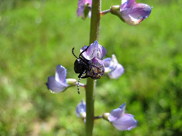 Insect on lupine