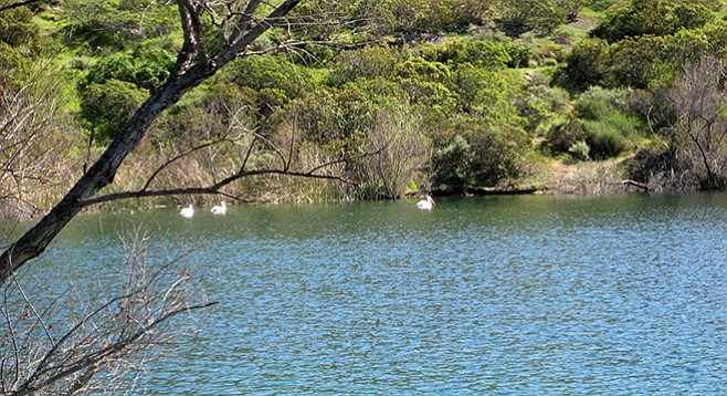 The lake is a great place to observe aquatic birds, including pelicans.