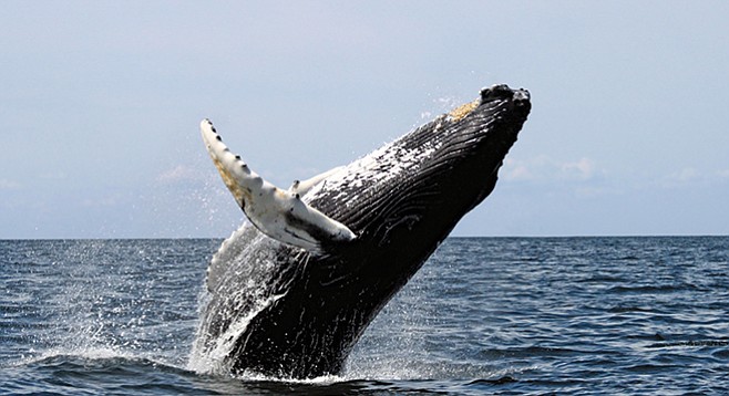 Whales are more likely to be struck by oceangoing vessels nowadays.