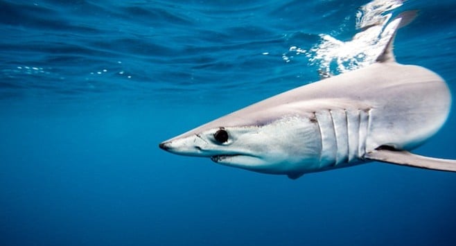 Mako shark - Image by Bryan Toro