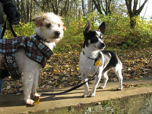 California Shelter Dogs, Sam and Ollie, in their forever home in Canada. Canada has a shortage of dogs due to years of stringent spaying and neutering.