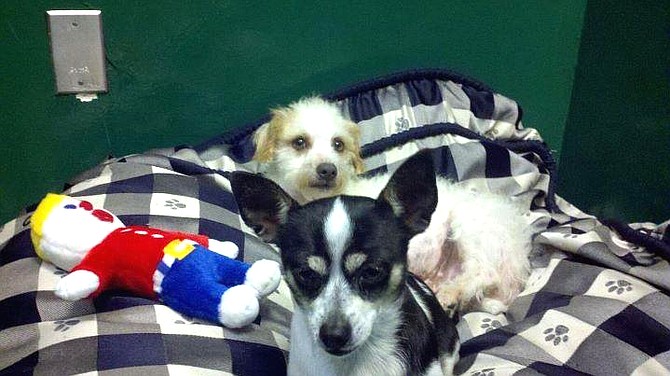 Sam and Ollie staying at The Golden Paw in San Diego the day after being rescued and transported to San Diego. The staff fell in love with them! 