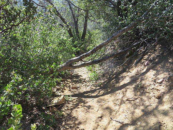 Downed tree on Pine Ridge Trail