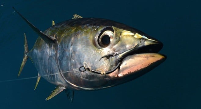 Yellowfin tuna (also known as bigeye)