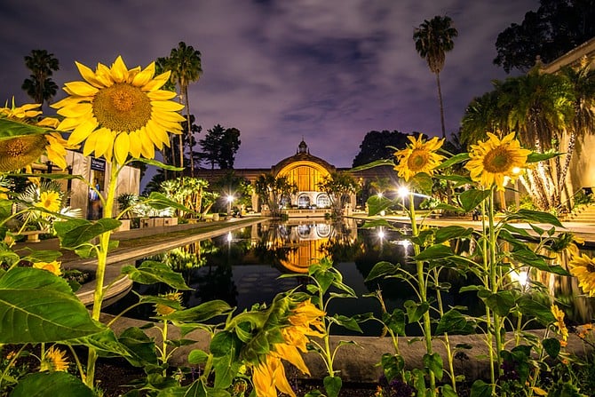 Centennial sunflowers at Balboa Park