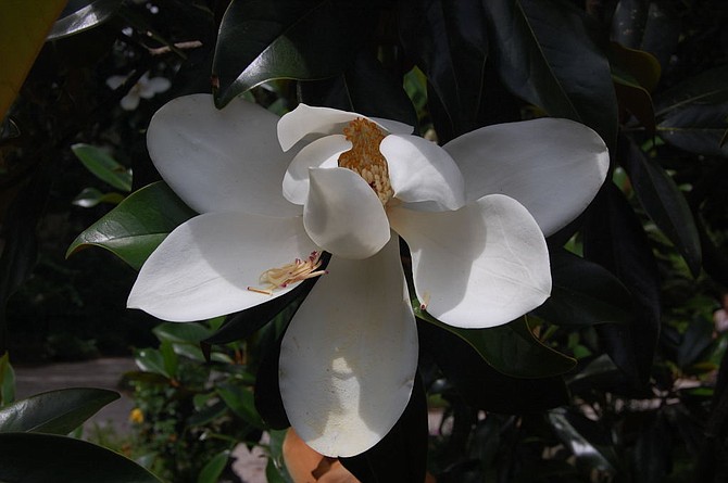 A magnolia on the tree at Charleston's Nathaniel Russell House.