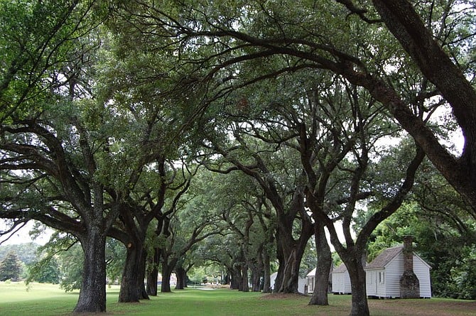 The slave cabins at the McLeod Plantation.