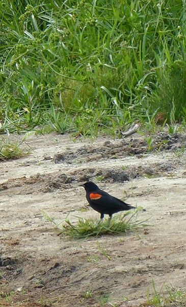 Redwing blackbird on the shore