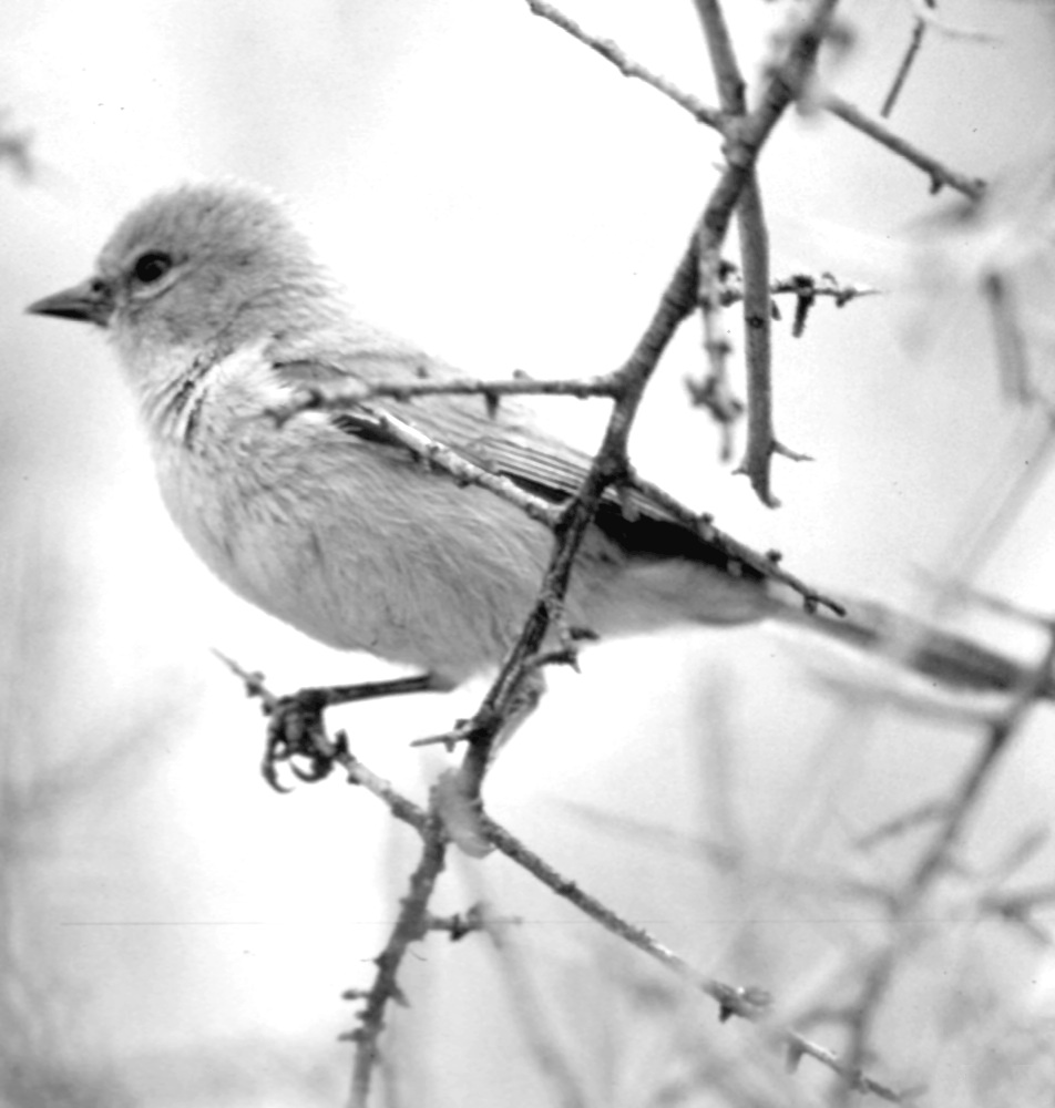 20 Black and White Birds You Might See - Birds and Blooms