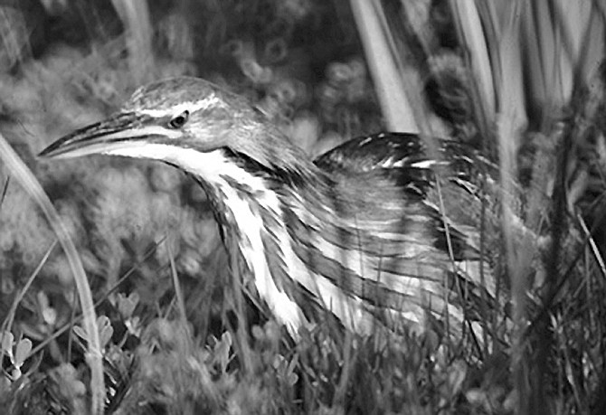 They saw a pair of American Bitterns at Camp Pendleton, along with a juvenile, hiding in cattails.  “It’s like a heron or an egret, but short-legged, and its breast is streaked with white and tan.” 
