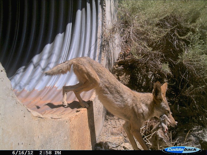 Coyote with lunch