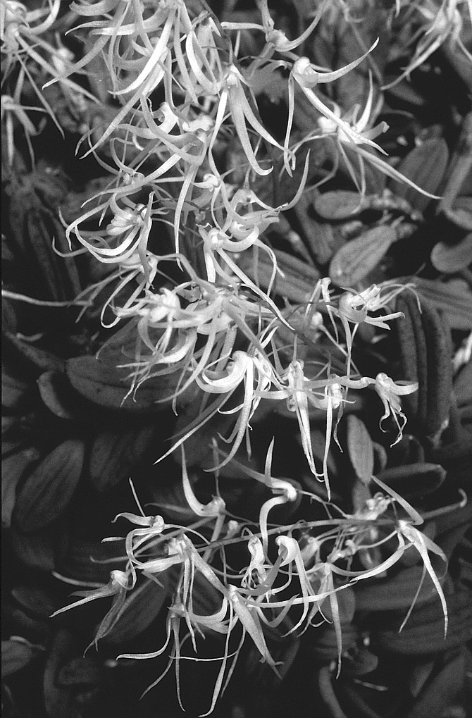 Dendrobium lingueforme