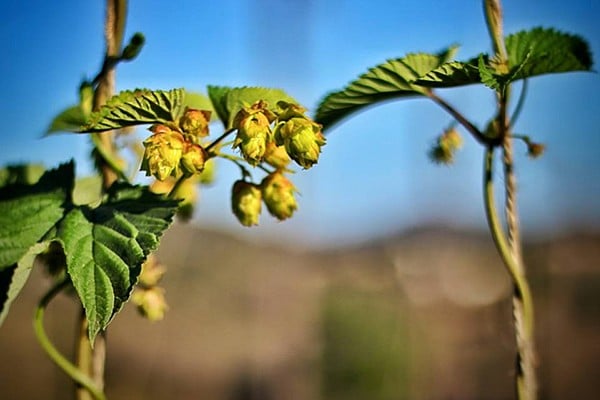 Nopalito expects to harvest over 2000 pounds of hops this August.