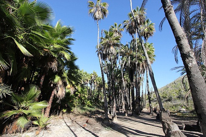 Palm grove in aptly named Playa Las Palmas, Todos Santos. 