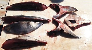Tuna filleted according to new regulations