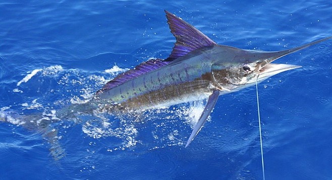Striped marlin off the coast of Carrillo