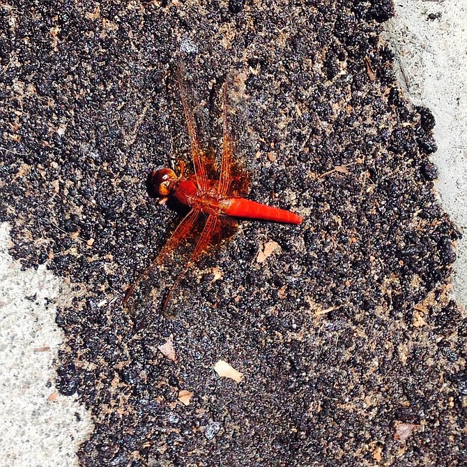 A red dragonfly was waiting by my car this morning. Dragonflies practically follow me around ~ but I've never seen a red one before.