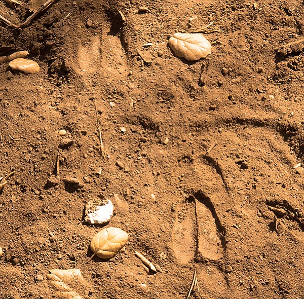Tracks left by a deer along Harper Creek.