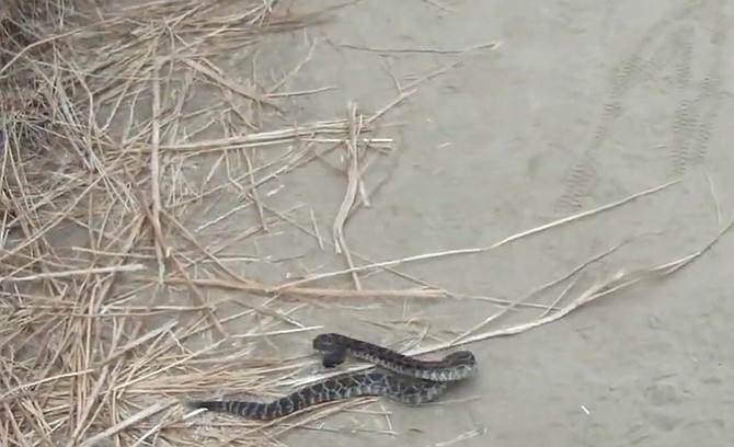 Rattlesnake in Tecolote Canyon