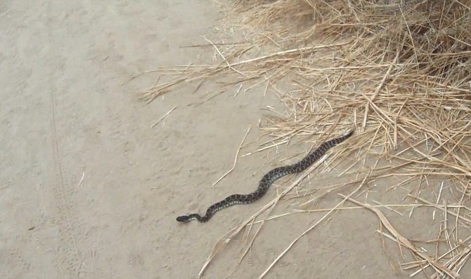Rattlesnake in Tecolote Canyon