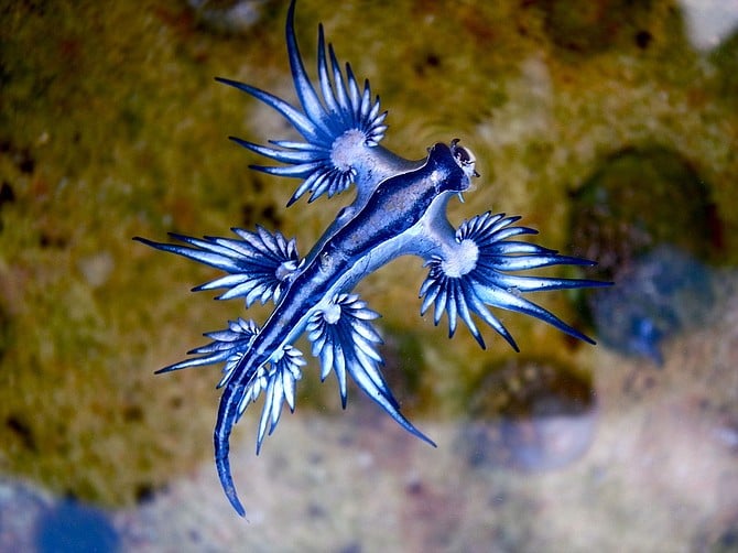 Blue dragon glaucus atlanticus - Image by Sylke Rohrlach