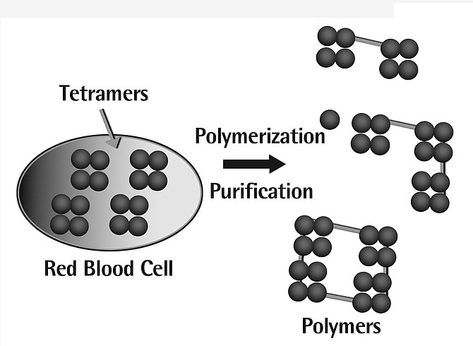 How Polyheme is made

First, hemoglobin is extracted from red blood cells and filtered to remove impurities. This purified hemoglobin is then chemically modified and purifies using a multi-step process to create a polymerized form of hemoglobin. The modified hemoglobin is then incorporated into an electrolyte solution.

Polymerization is intended to eliminate the undesirable effects historically associated with hemoglobin-based
blood substitutes: vasoconstriction, kidney dysfunction, liver dysfunction, and gastrointestinal distress.