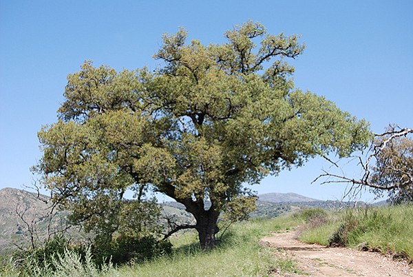 Engelmann oak on the Eagle Peak trail