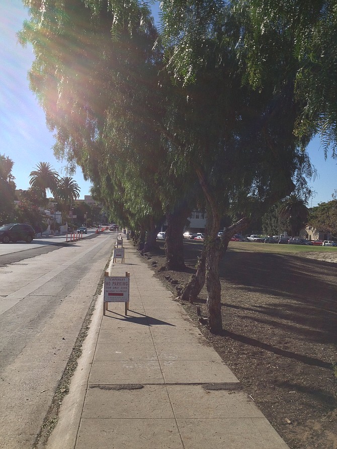 Minimal lifted pavement next to trees marked for disposal.